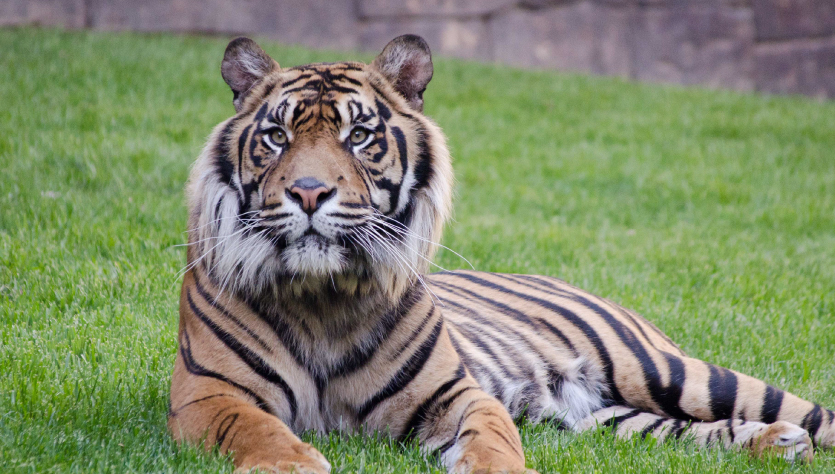 Tiger in Bioparc, a park and an animal aid foundation