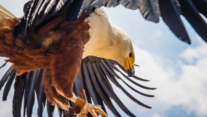 Flying eagle