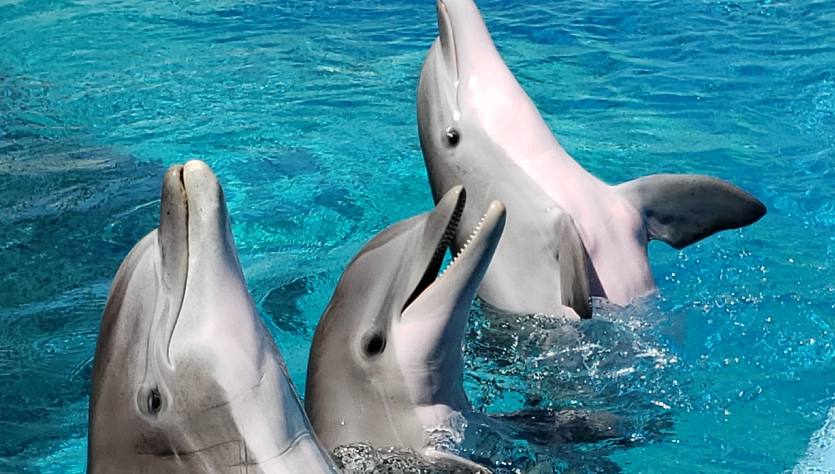 Dolphins for a special experience in Costa del Sol