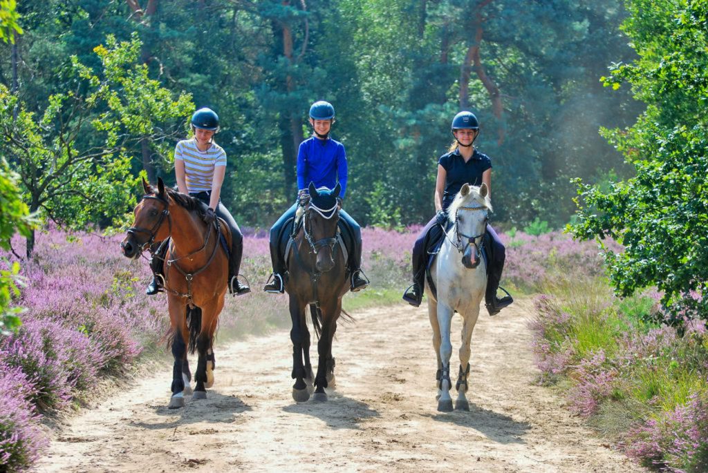 Three riders on horseback enjoying a sunny day amidst the purple heather and lush greenery of Marbella's countryside trails.
